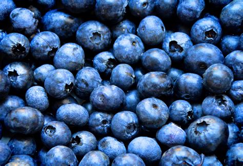 Blue Berry Pictures .